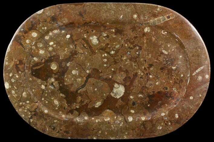 Fossil Orthoceras & Goniatite Oval Plate - Stoneware #140007